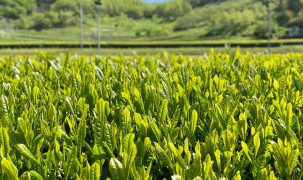 新茶が始まりました！